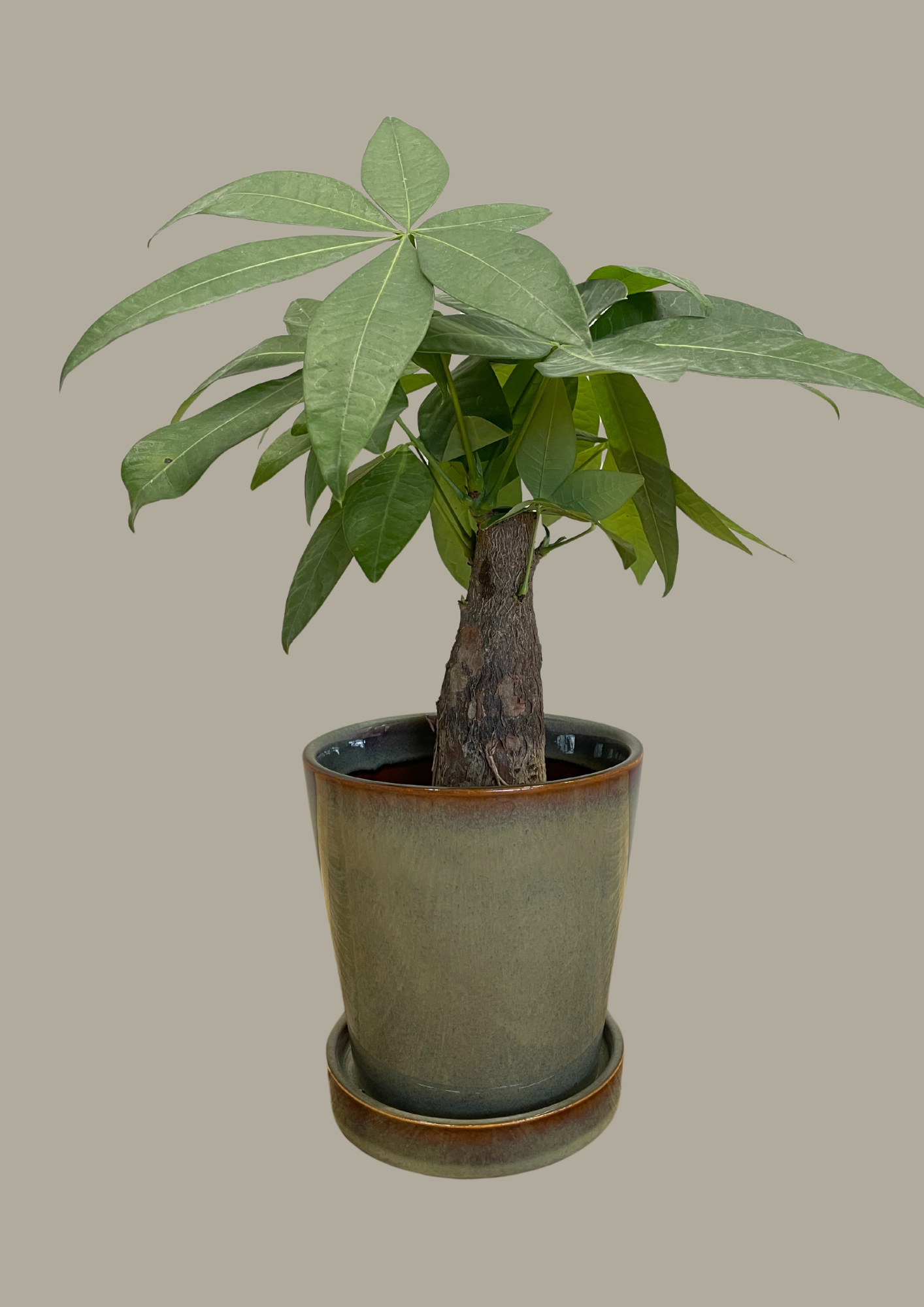 Ficus in pot